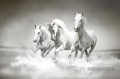 chevaux blancs fonctionnant noir et blanc